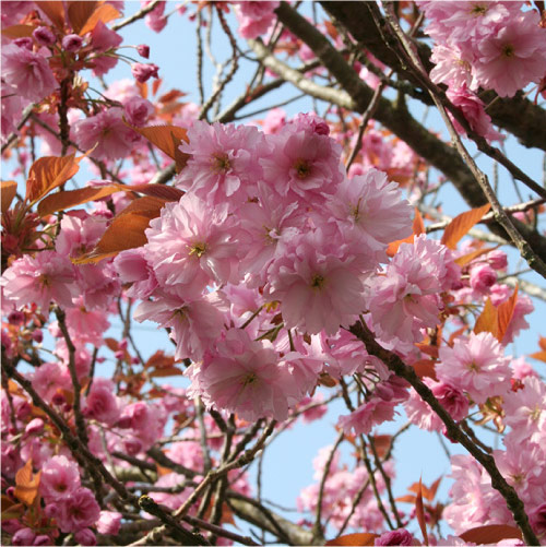 Pink Cherry Blossom in Helensburgh. © Ann Stewart