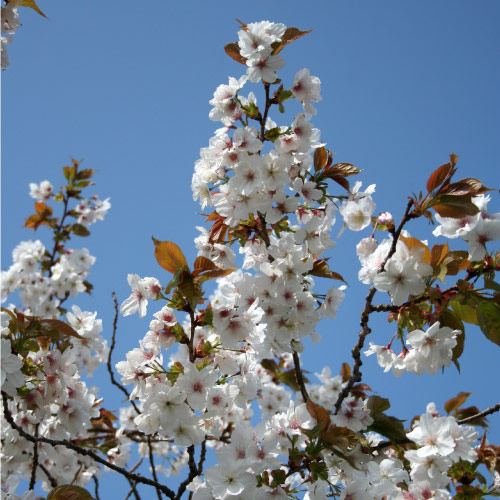 White Cherry Blossom in Helensburgh. © Ann Stewart