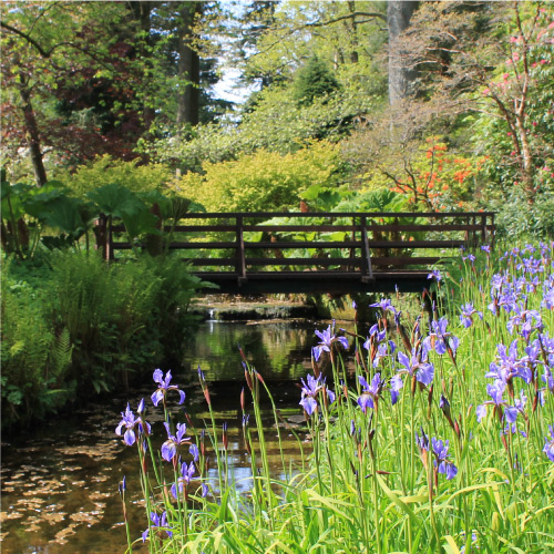 Geilston Garden burn and irises at bridge. Image © Friends of Geilston