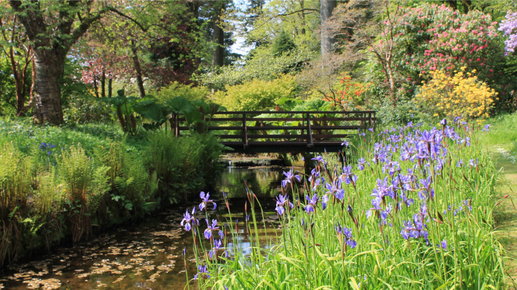 Geilston Garden burn and irises at bridge. Image Source: Friends of Geilston