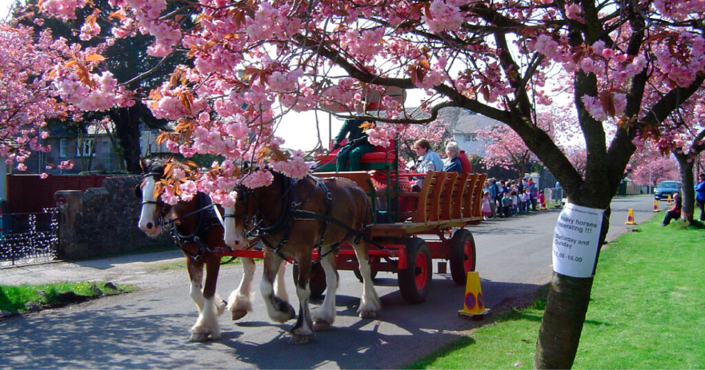 Blossom Festival horse drawn carriage. Image source: © Helensburgh Heritage Trust