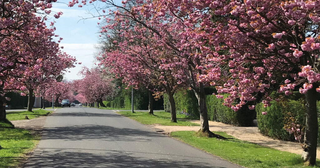 Cherry Blossom Image F. Baker