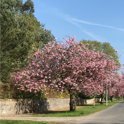 Cherry Blossom Image F. Baker