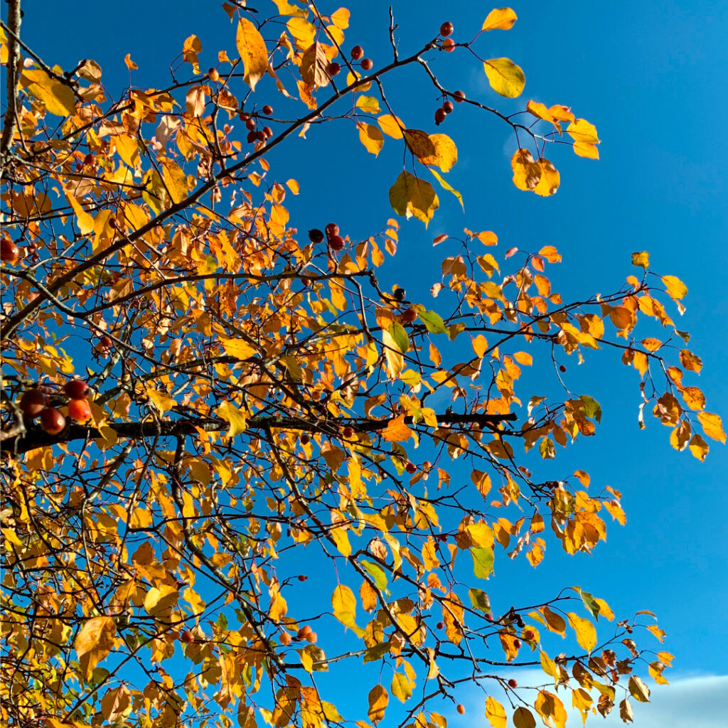 Autumn trees Helensburgh streets