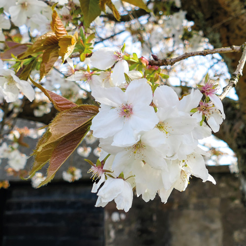 White cherry blossom Helensburgh