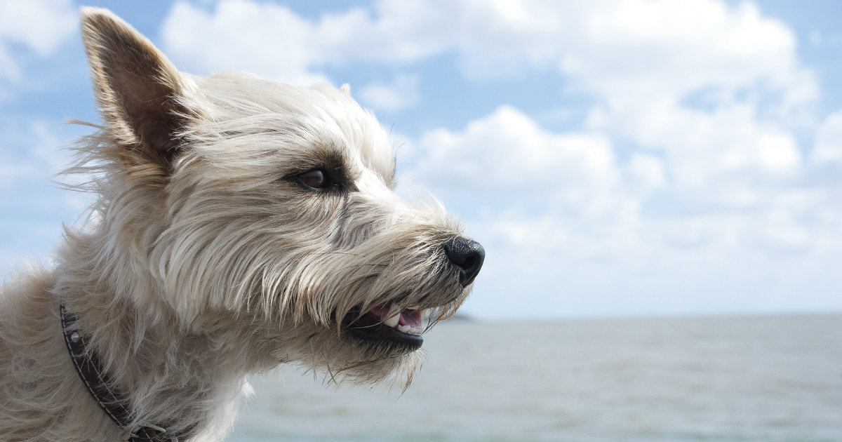 Cairn terrier, image source https://pixabay.com/photos/cairn-terrier-dog-animal-sweet-4849631/