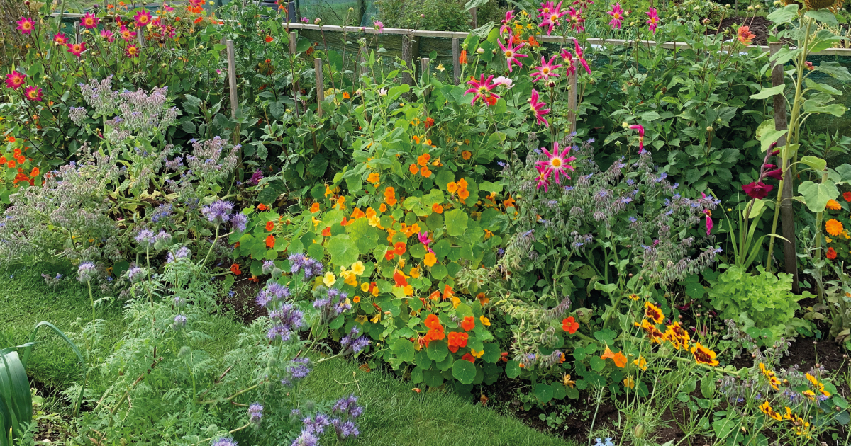Garden bed of flowers