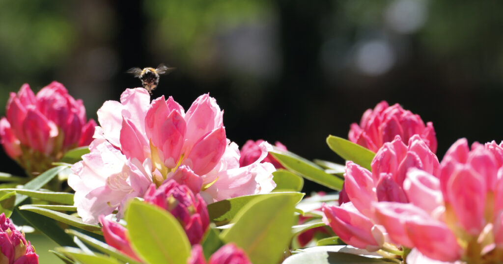 Rhododendron and bee, by A Foy