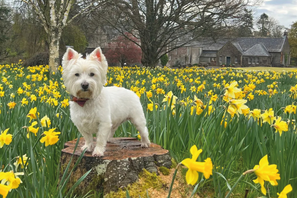 Wee White Dug at Geilston Garden, photo by Sam Grant