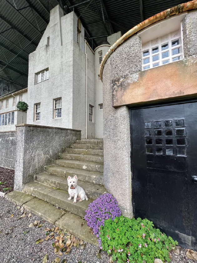 Casper, the Wee White Dug, at The Hill House, photo by Sam Grant