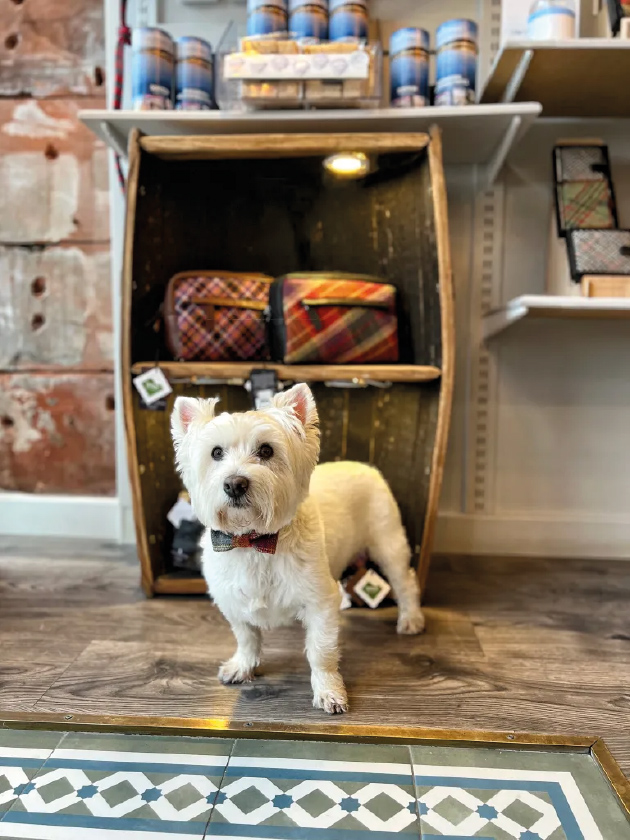 Casper, the Wee White Dug at Tweedie, photo by Sam Grant