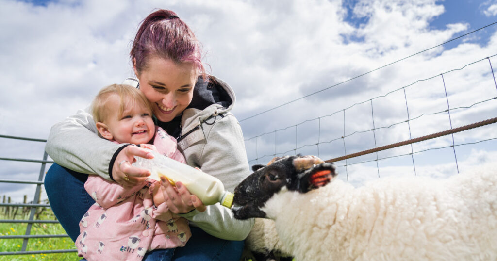 Lennox of Lomond farm tours lambing